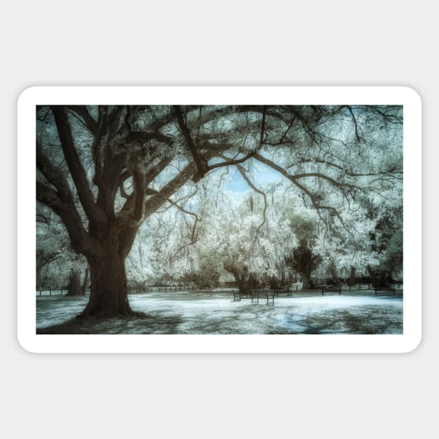 New Orleans Audubon Park Infrared Sticker by jforno